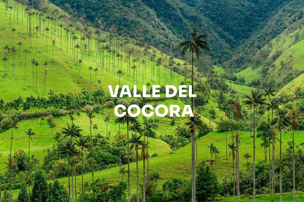 Valle del Cocora